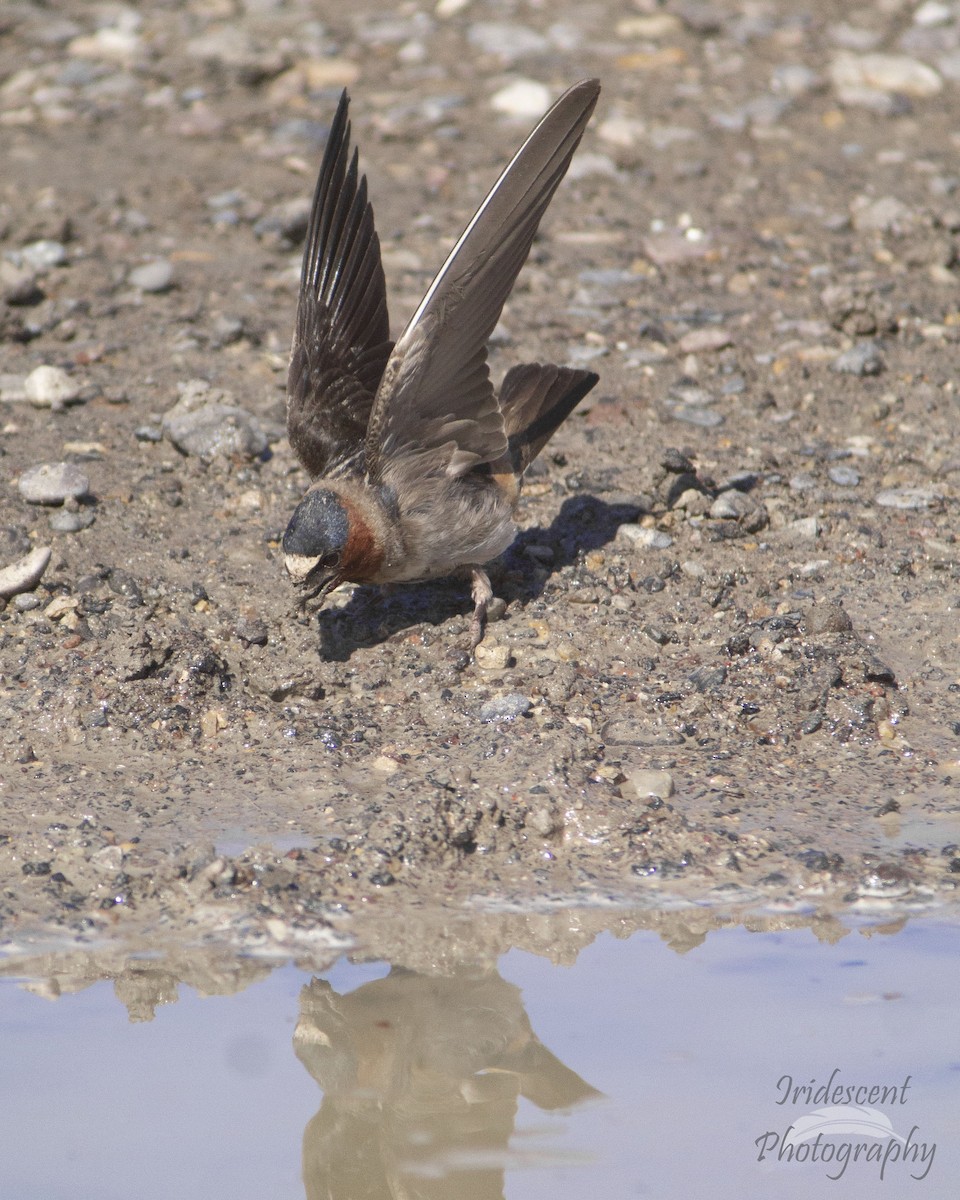Cliff Swallow - ML647058809