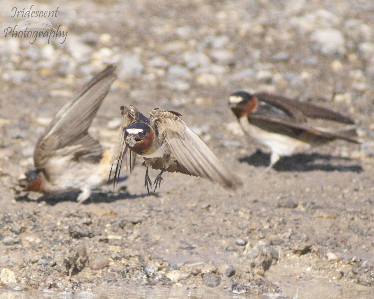 Cliff Swallow - ML647058810
