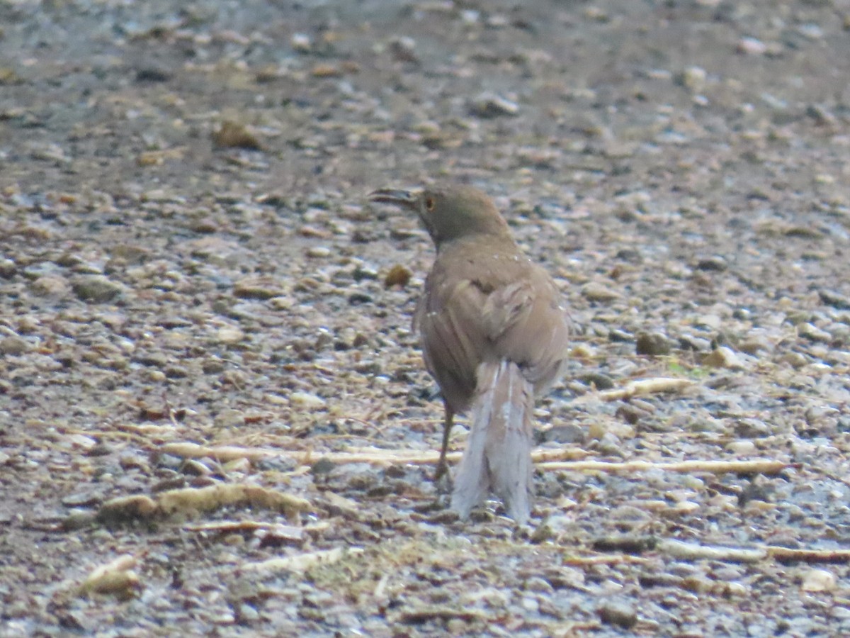 Long-billed Thrasher - ML647058811
