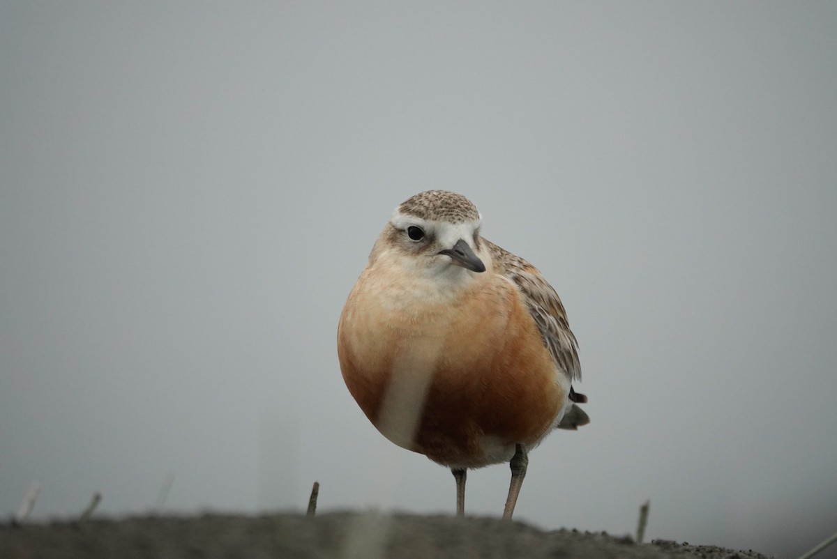 Red-breasted Dotterel - ML647058815