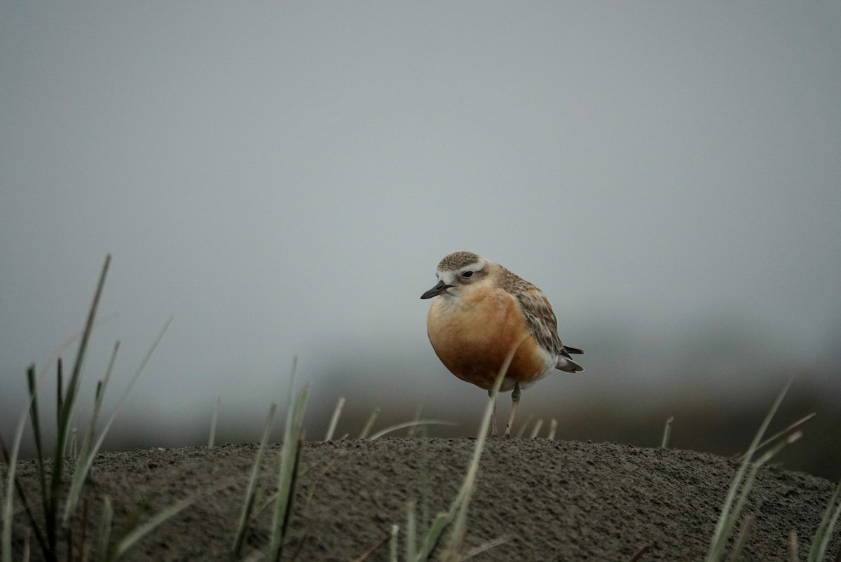 Red-breasted Dotterel - ML647058816