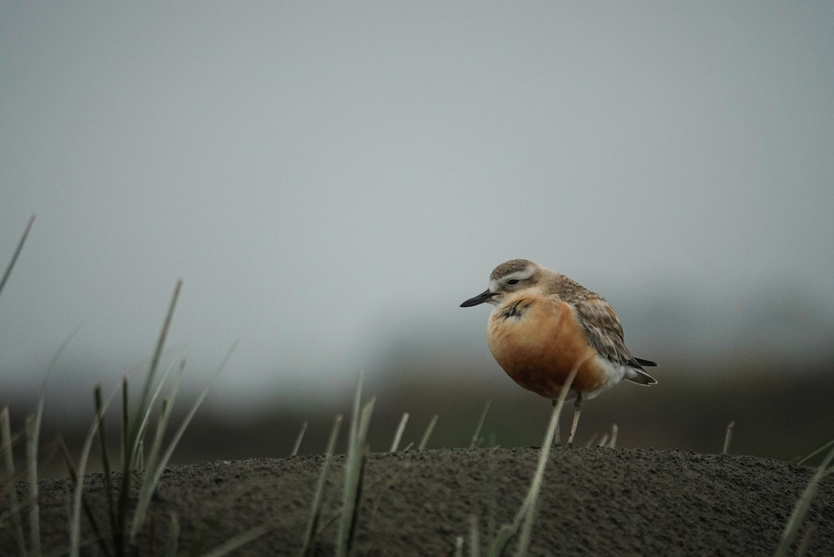 Red-breasted Dotterel - ML647058817