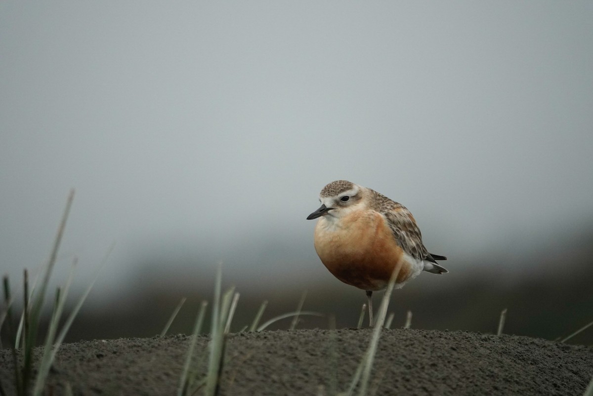 Red-breasted Dotterel - ML647058818