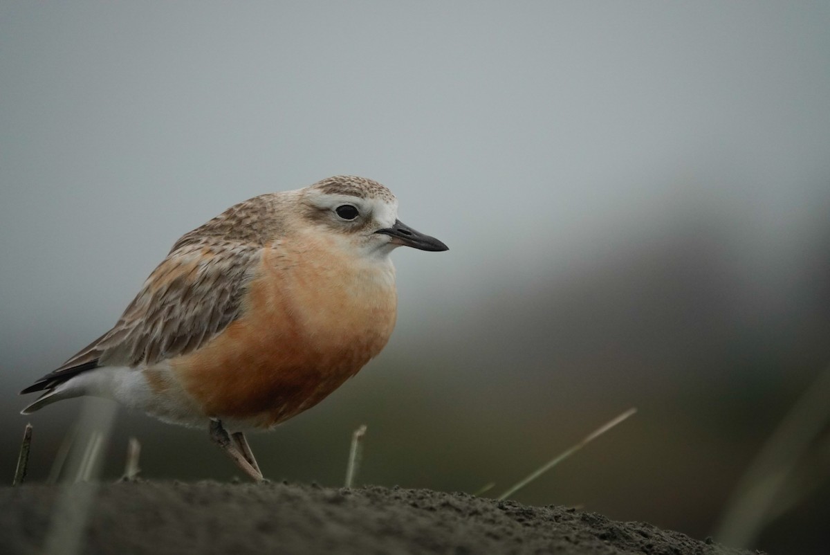 Red-breasted Dotterel - ML647058819