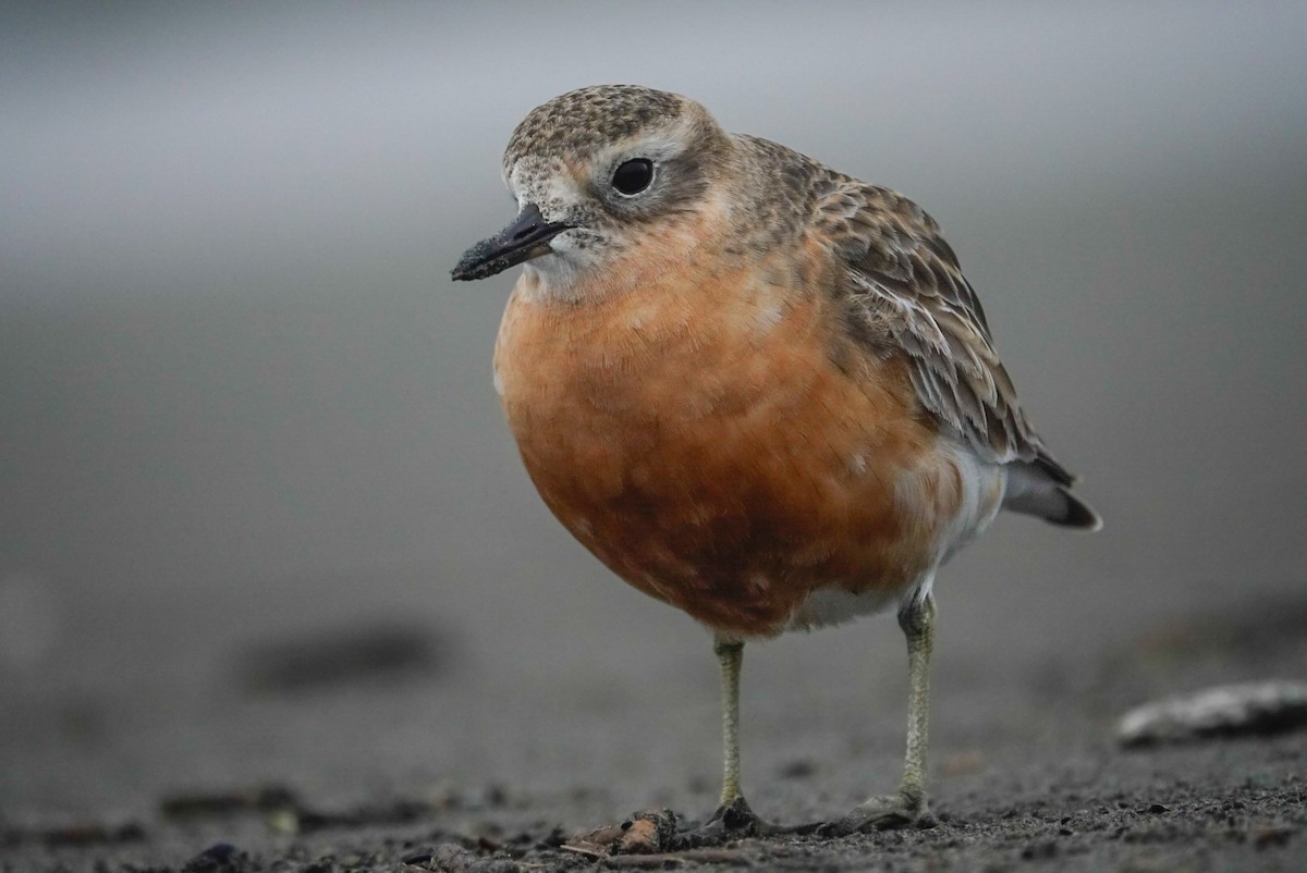 Red-breasted Dotterel - ML647058820