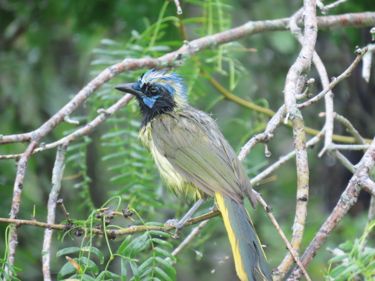 インカサンジャク - ML647058822