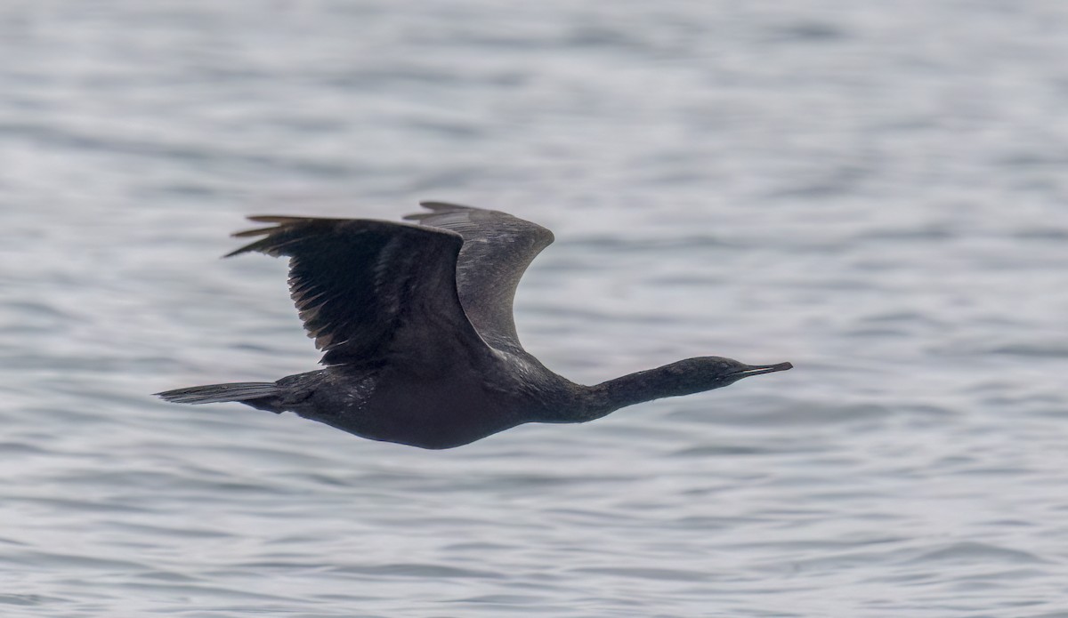 Pelagic Cormorant - ML647058835