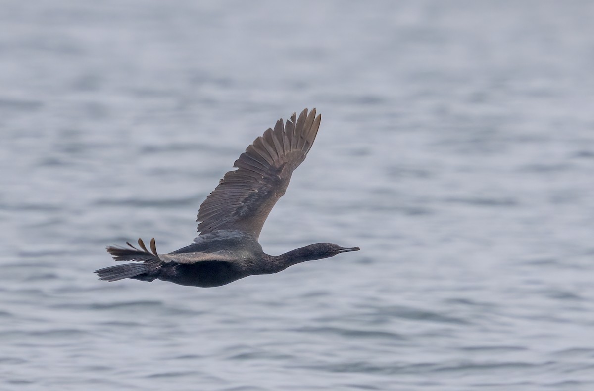 Pelagic Cormorant - ML647058836