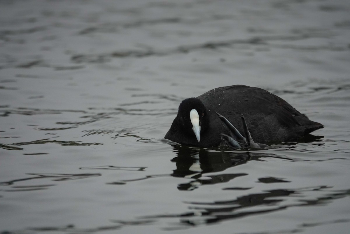 Eurasian Coot - ML647058842