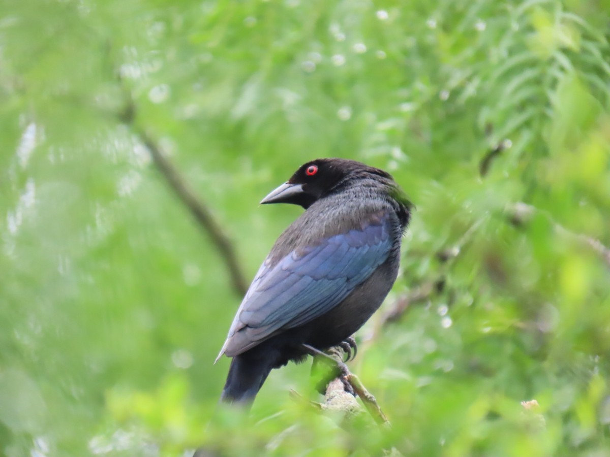 Rotaugen-Kuhstärling - ML647058850