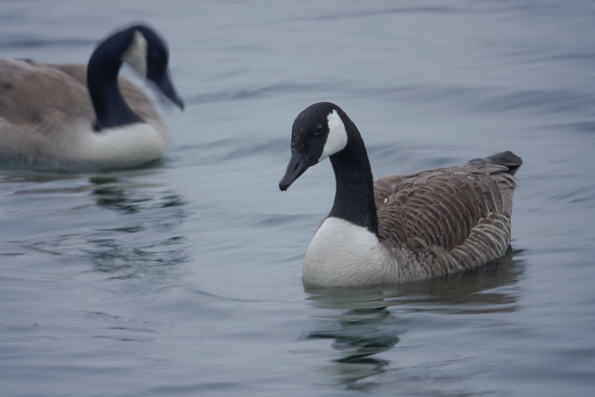 Kanada Kazı - ML647058857