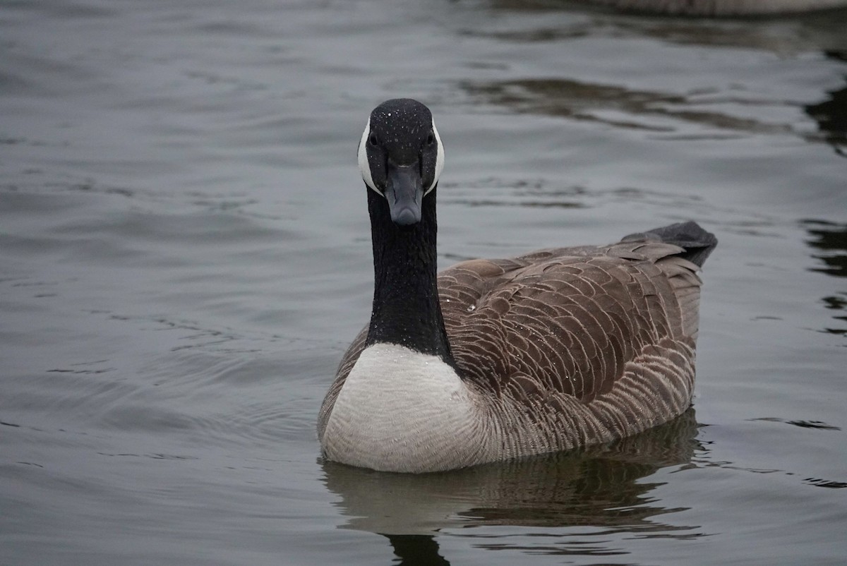 Kanada Kazı - ML647058858