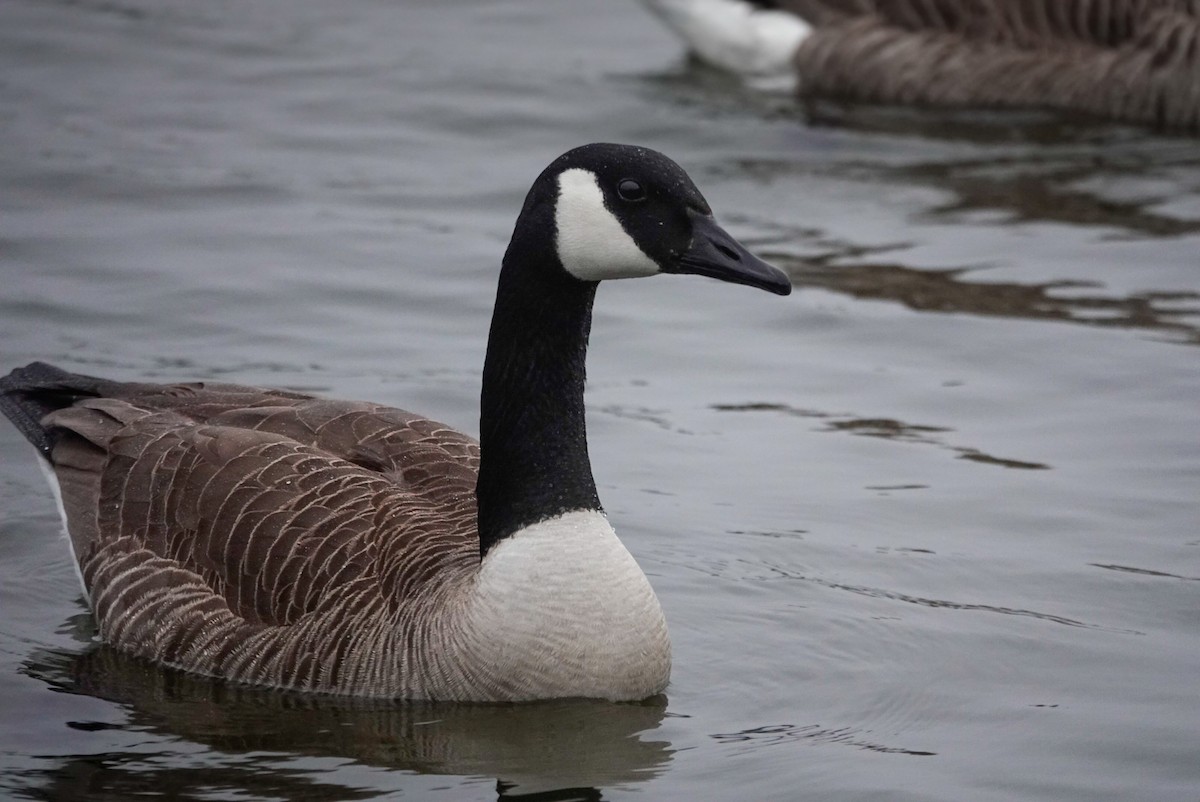 Kanada Kazı - ML647058859