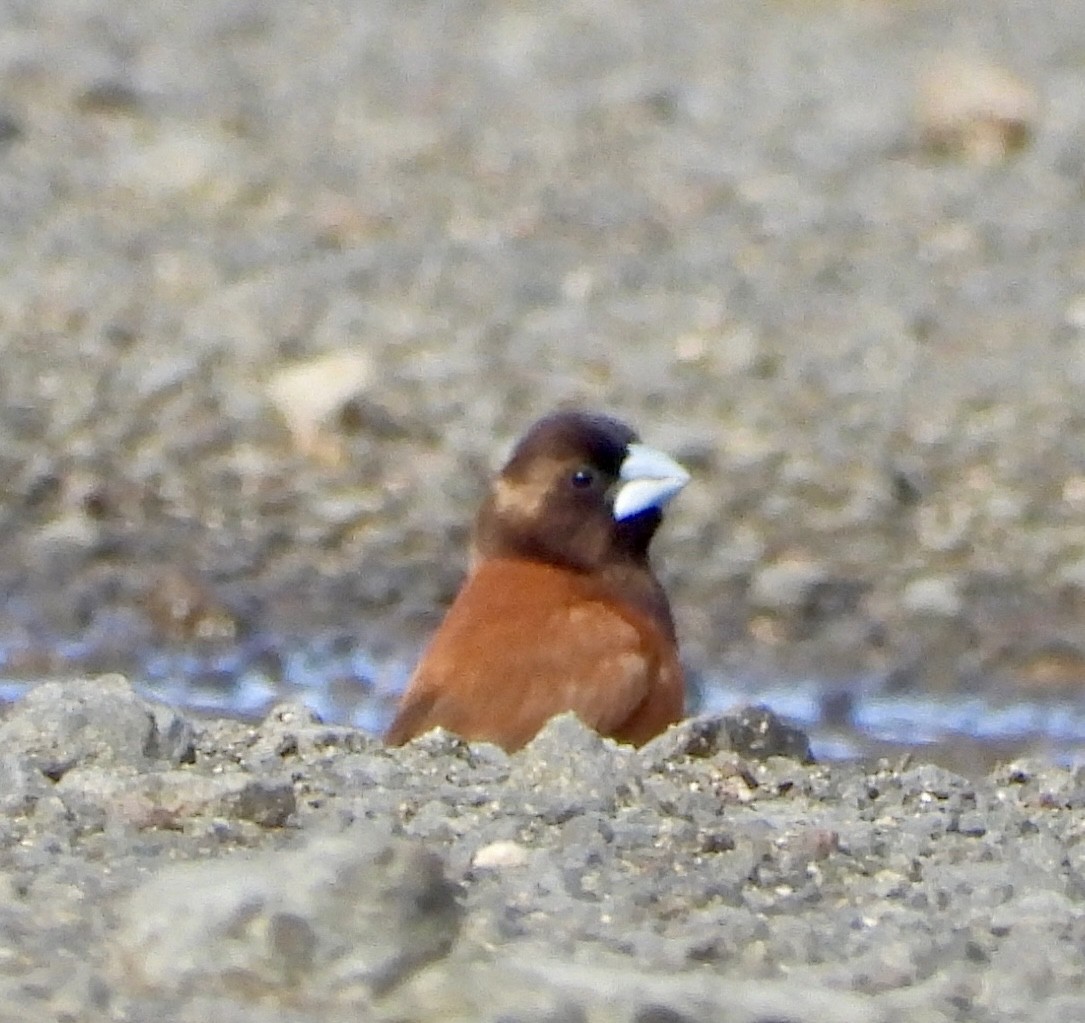 Capucin à tête noire - ML647058870