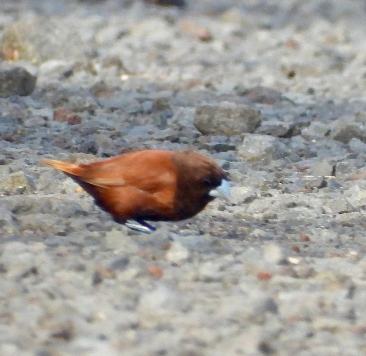 Capucin à tête noire - ML647058871