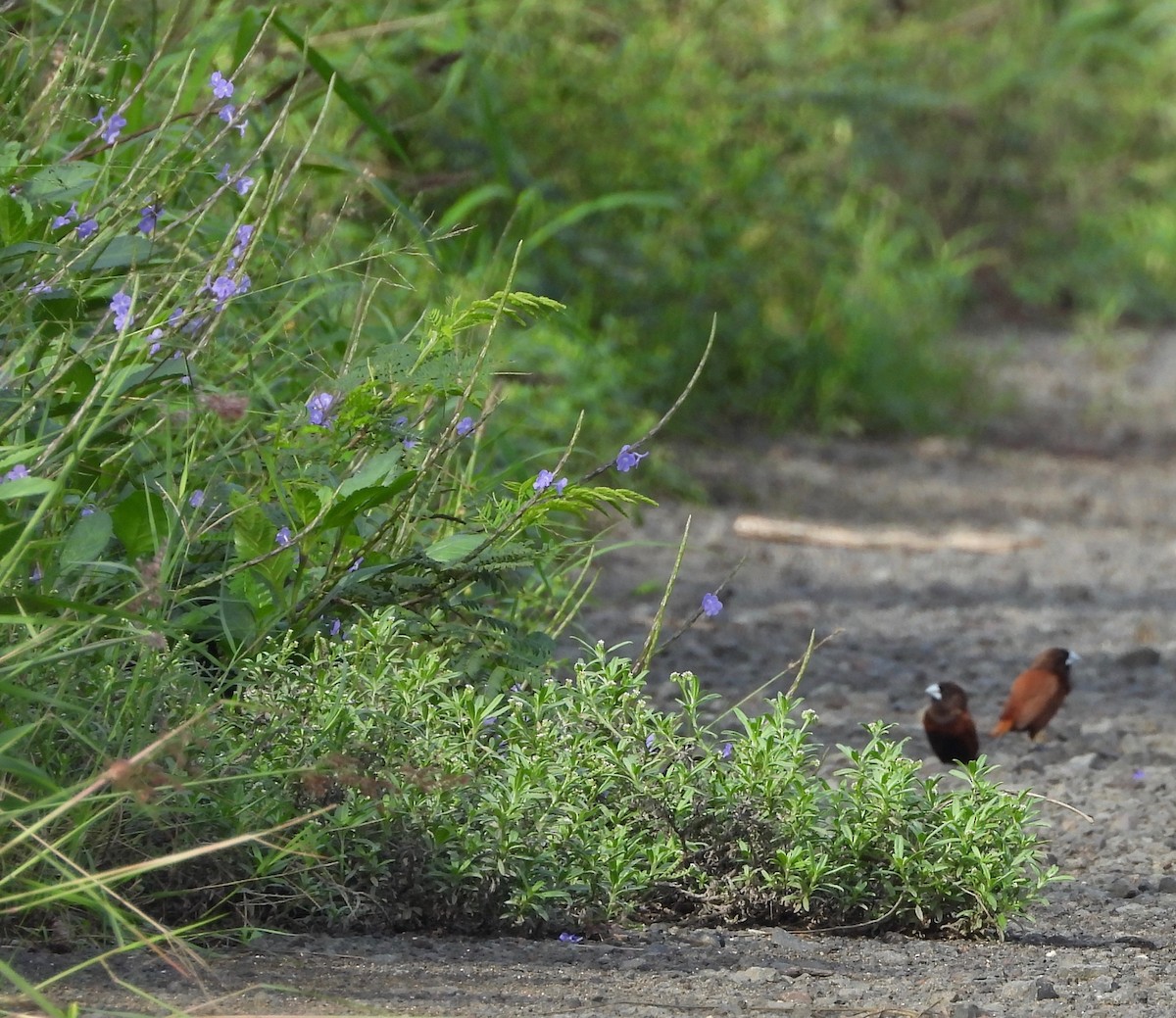 Capucin à tête noire - ML647058872