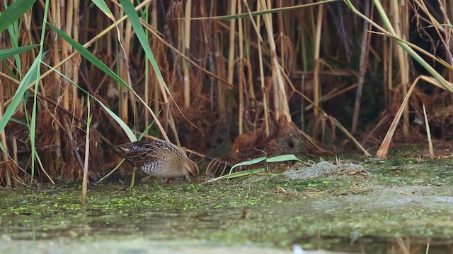 ברודית אמריקנית - ML647058881