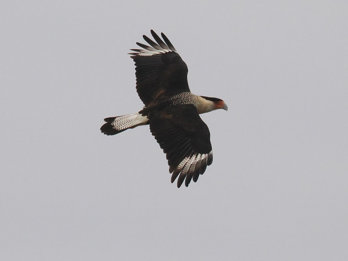 gribbkarakara (cheriway) - ML647058897