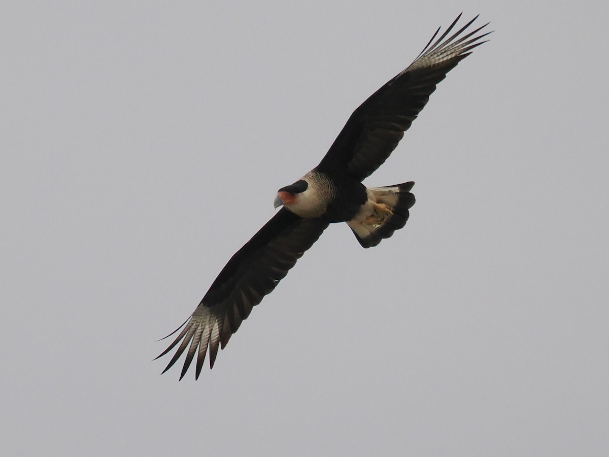 gribbkarakara (cheriway) - ML647058898