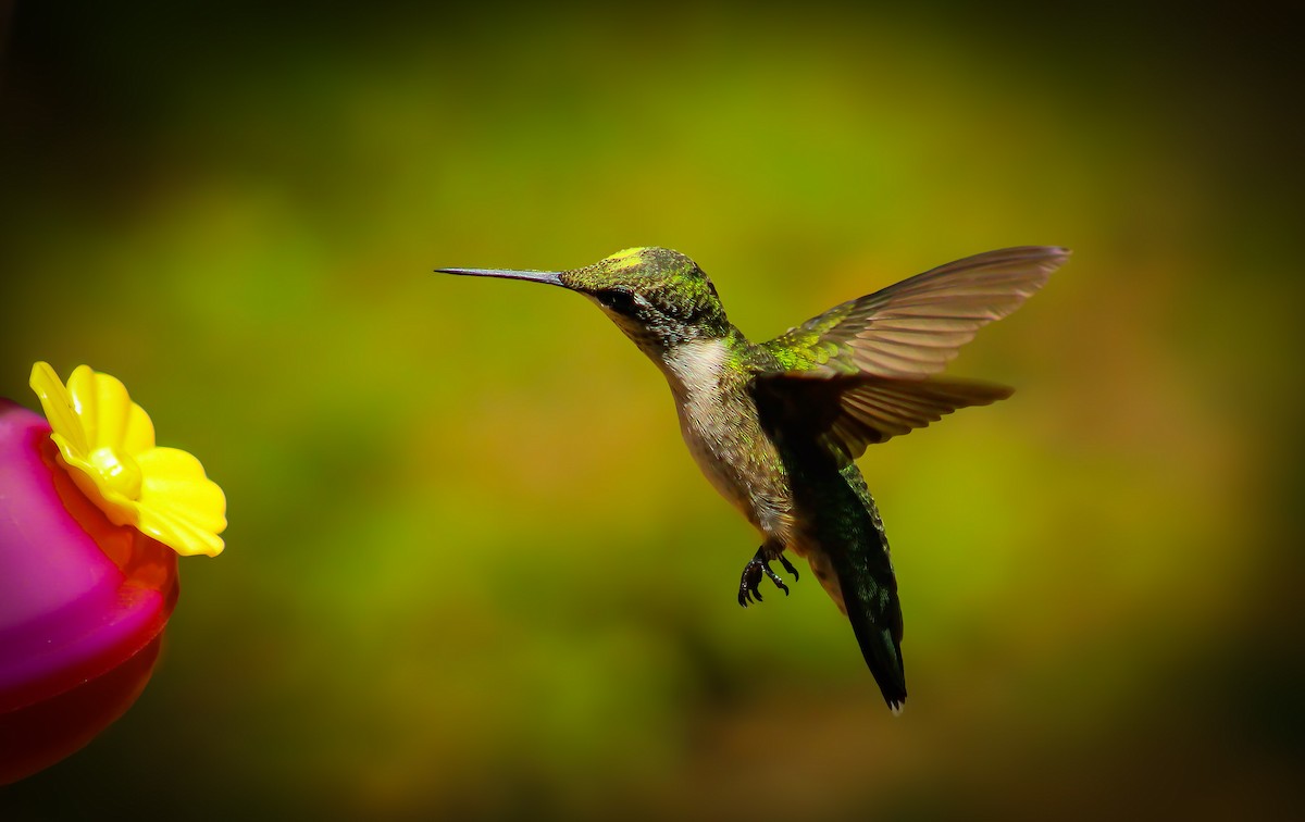Ruby-throated Hummingbird - ML647058900