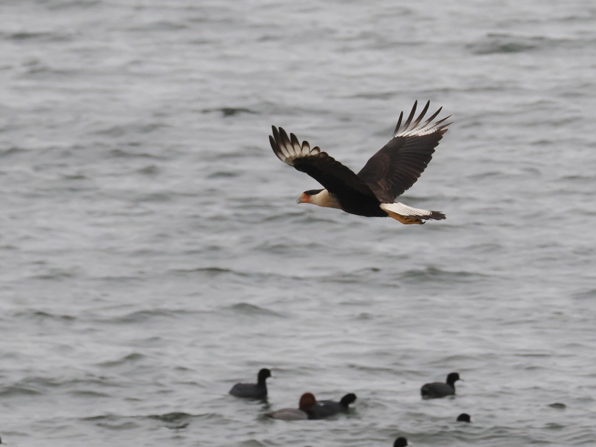 gribbkarakara (cheriway) - ML647058902