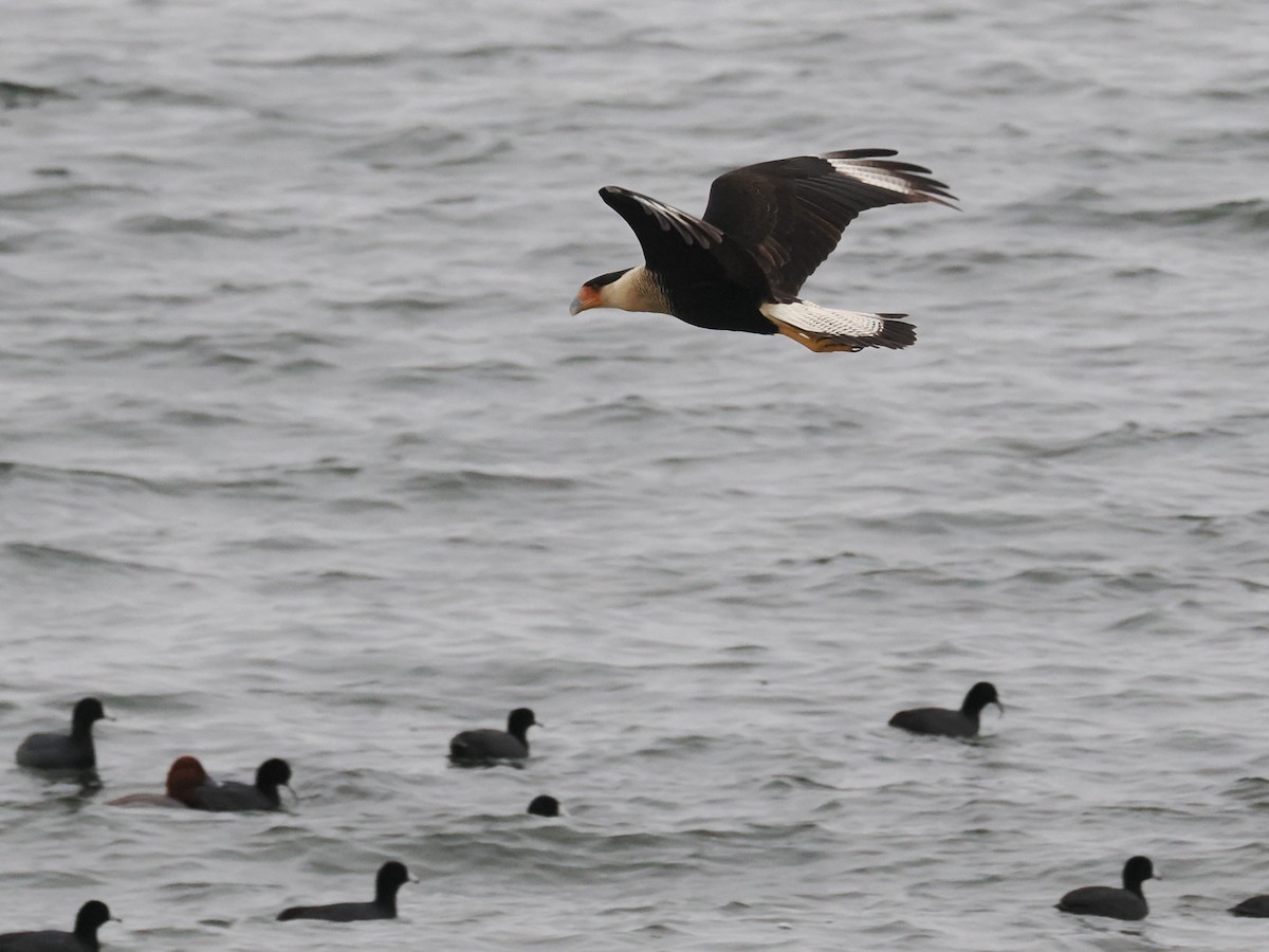 gribbkarakara (cheriway) - ML647058903