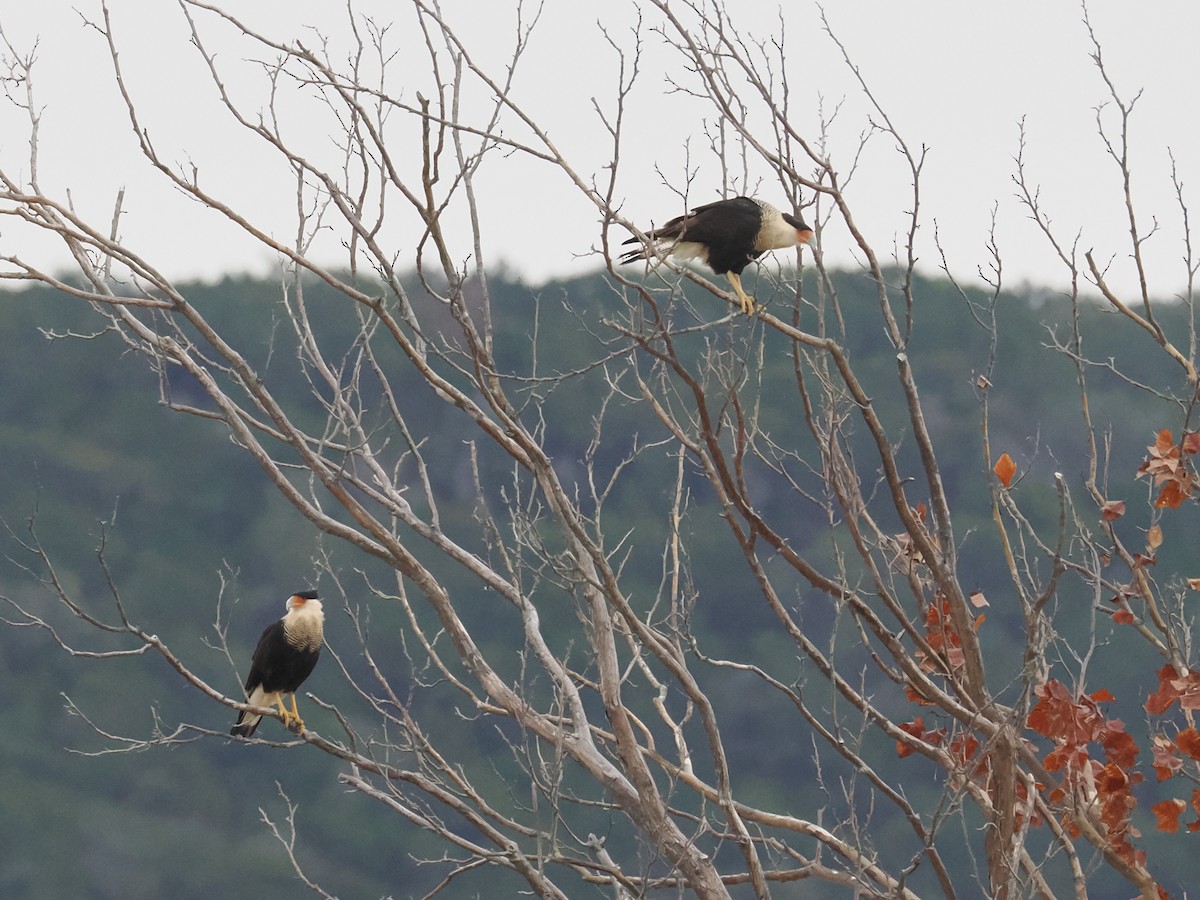 gribbkarakara (cheriway) - ML647058906