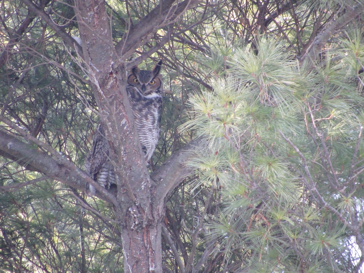 Пугач віргінський - ML647058909
