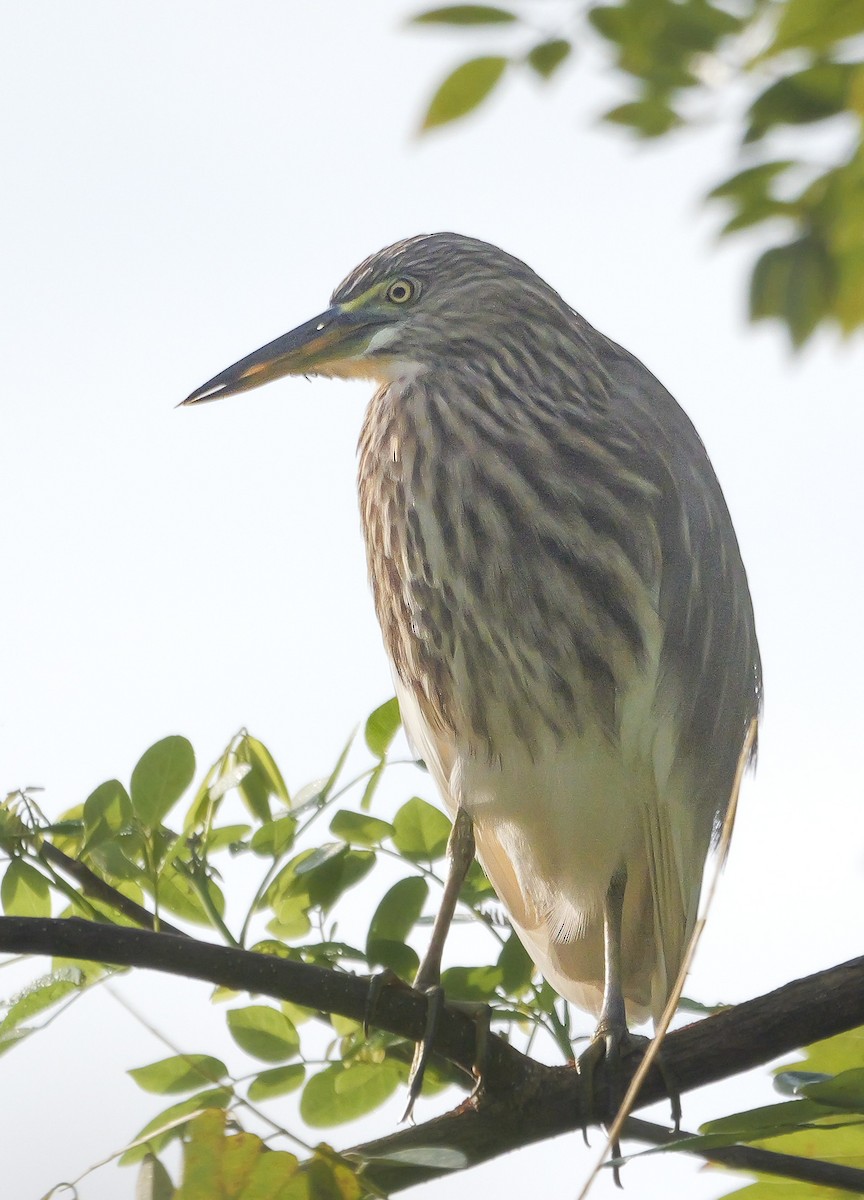 Indian Pond-Heron - ML647058912