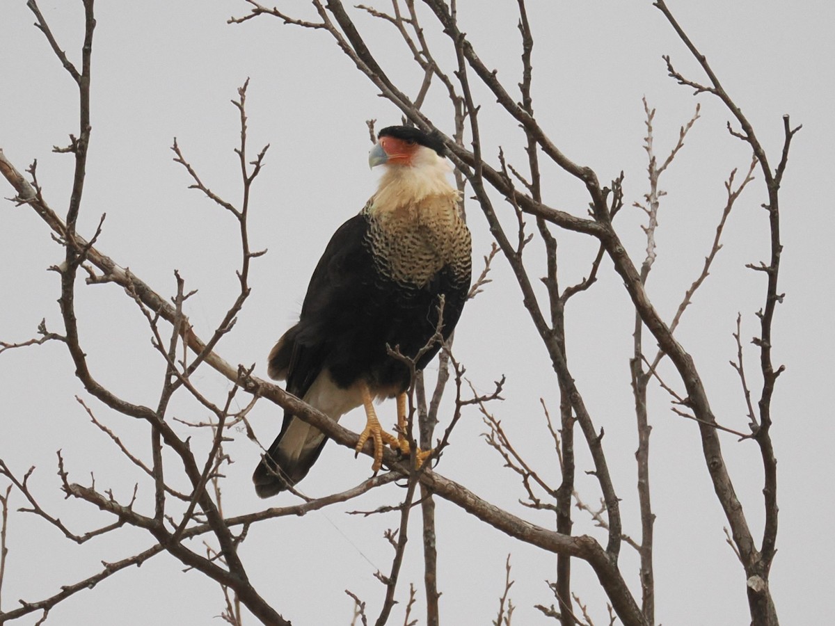 gribbkarakara (cheriway) - ML647058931