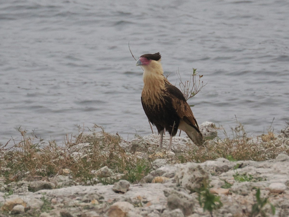 gribbkarakara (cheriway) - ML647058932