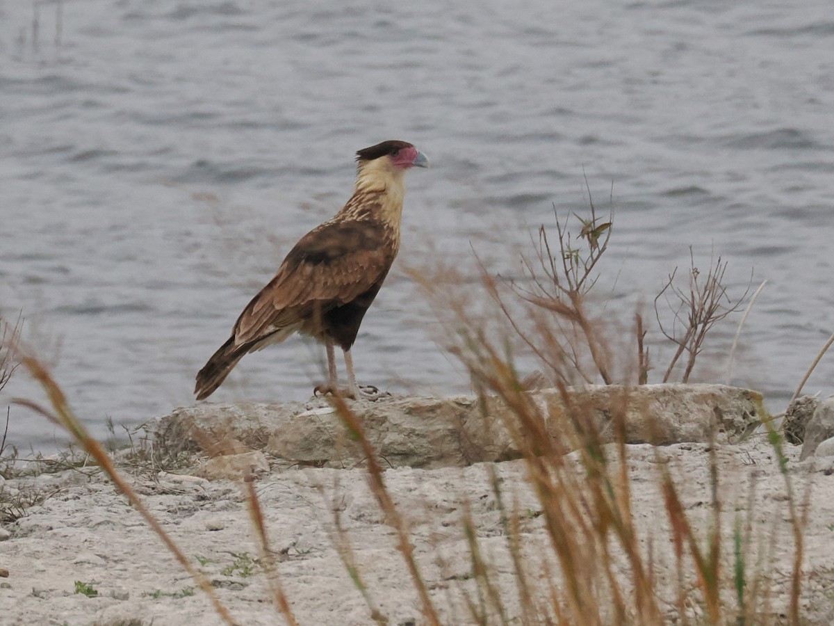 gribbkarakara (cheriway) - ML647058933