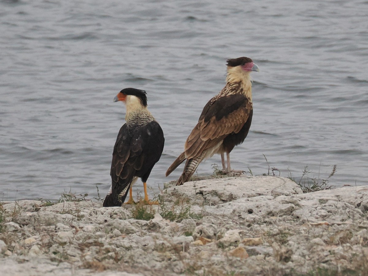 gribbkarakara (cheriway) - ML647058934