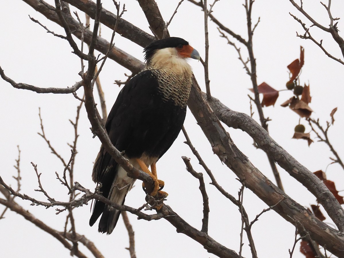 gribbkarakara (cheriway) - ML647058935