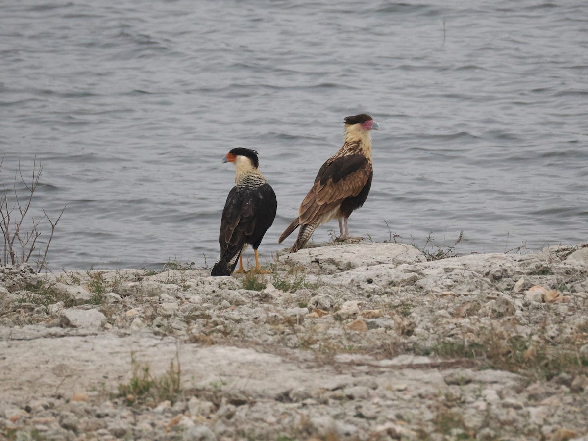 gribbkarakara (cheriway) - ML647058936