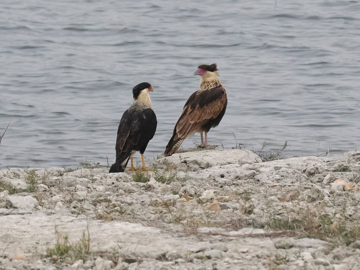 gribbkarakara (cheriway) - ML647058937