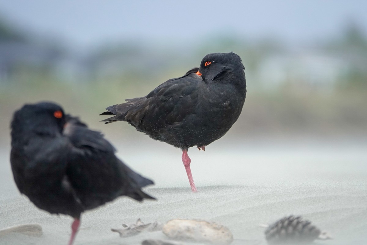 Variable Oystercatcher - ML647058946