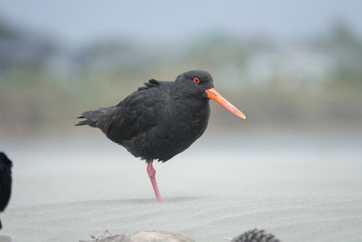 Variable Oystercatcher - ML647058947