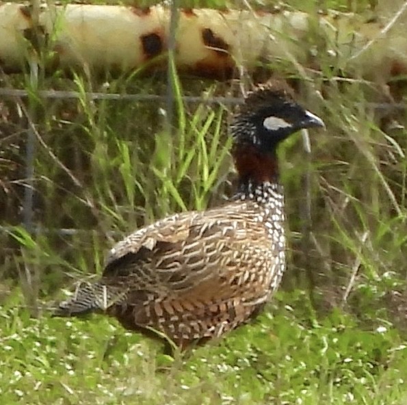 Black Francolin - ML647058949