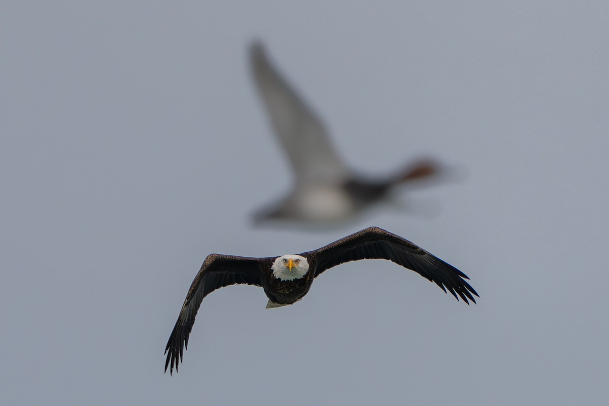 Белоголовый орлан - ML647058974