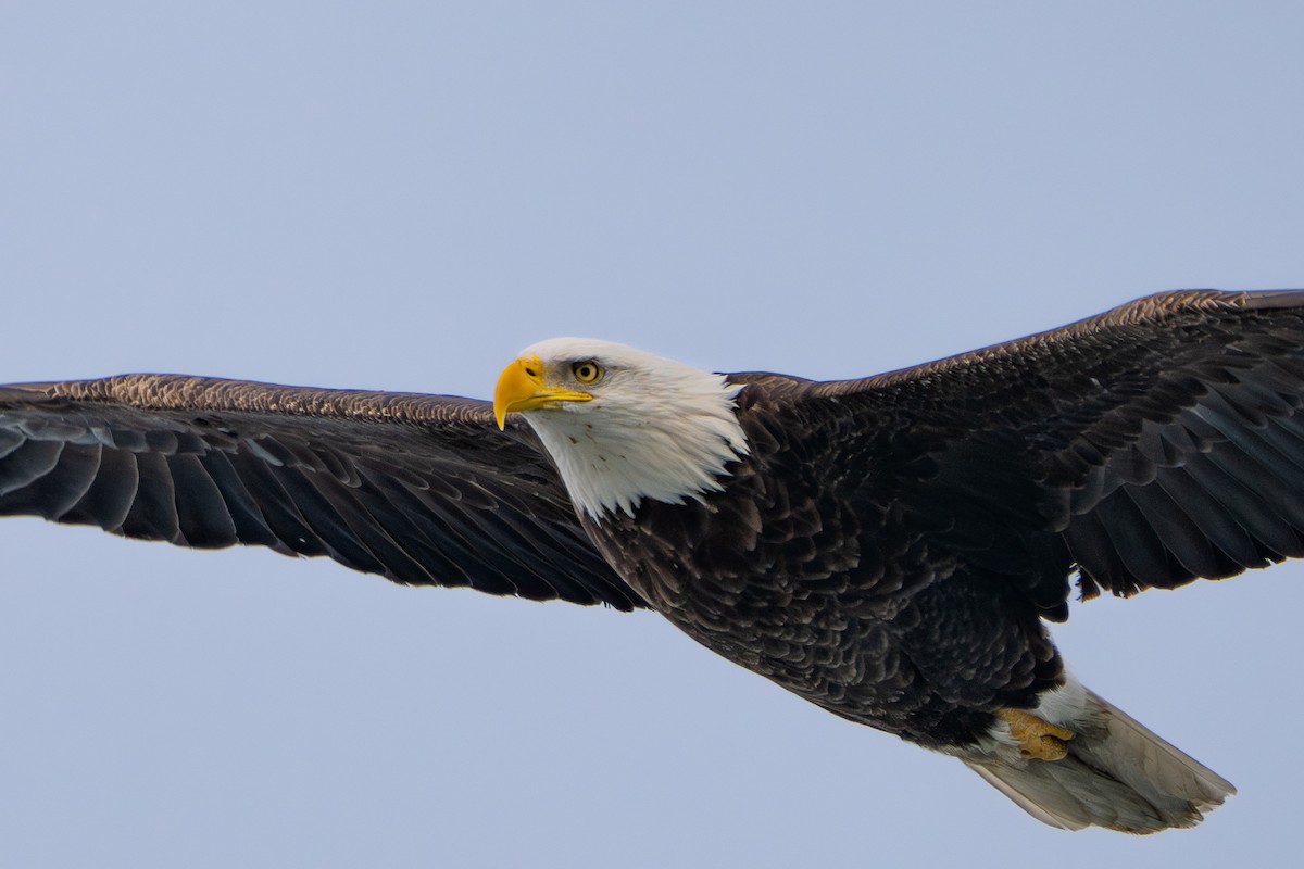 Белоголовый орлан - ML647058975