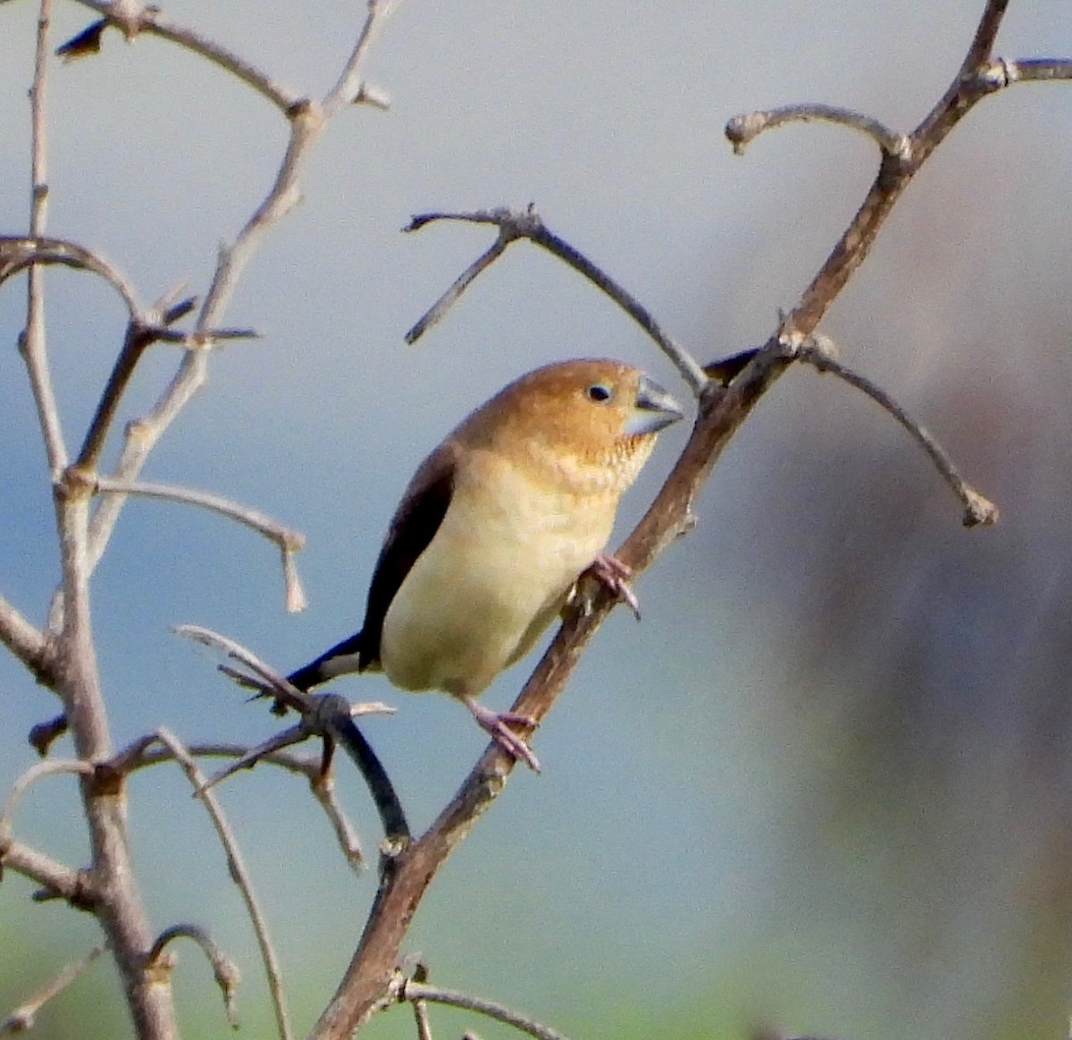 アフリカギンバシ - ML647058977