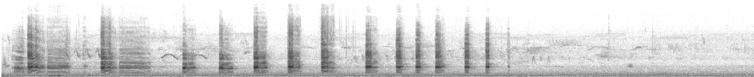 Australian Ibis - ML647058980