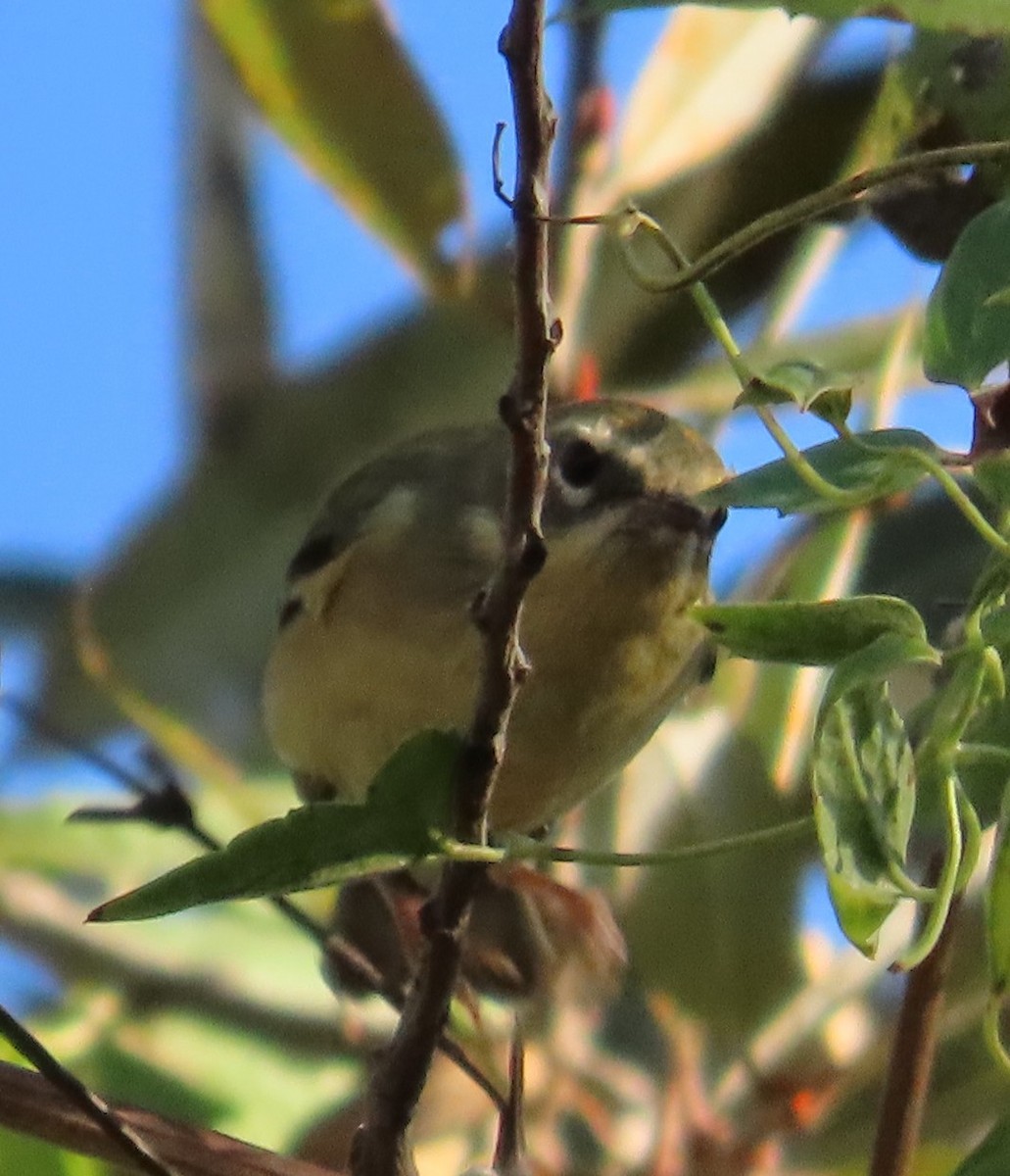 lesňáček modrohřbetý - ML647058995