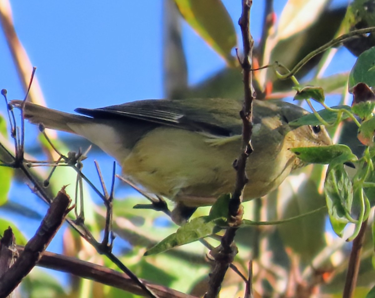 lesňáček modrohřbetý - ML647058996