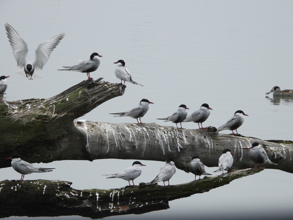 Whiskered Tern - ML647059002