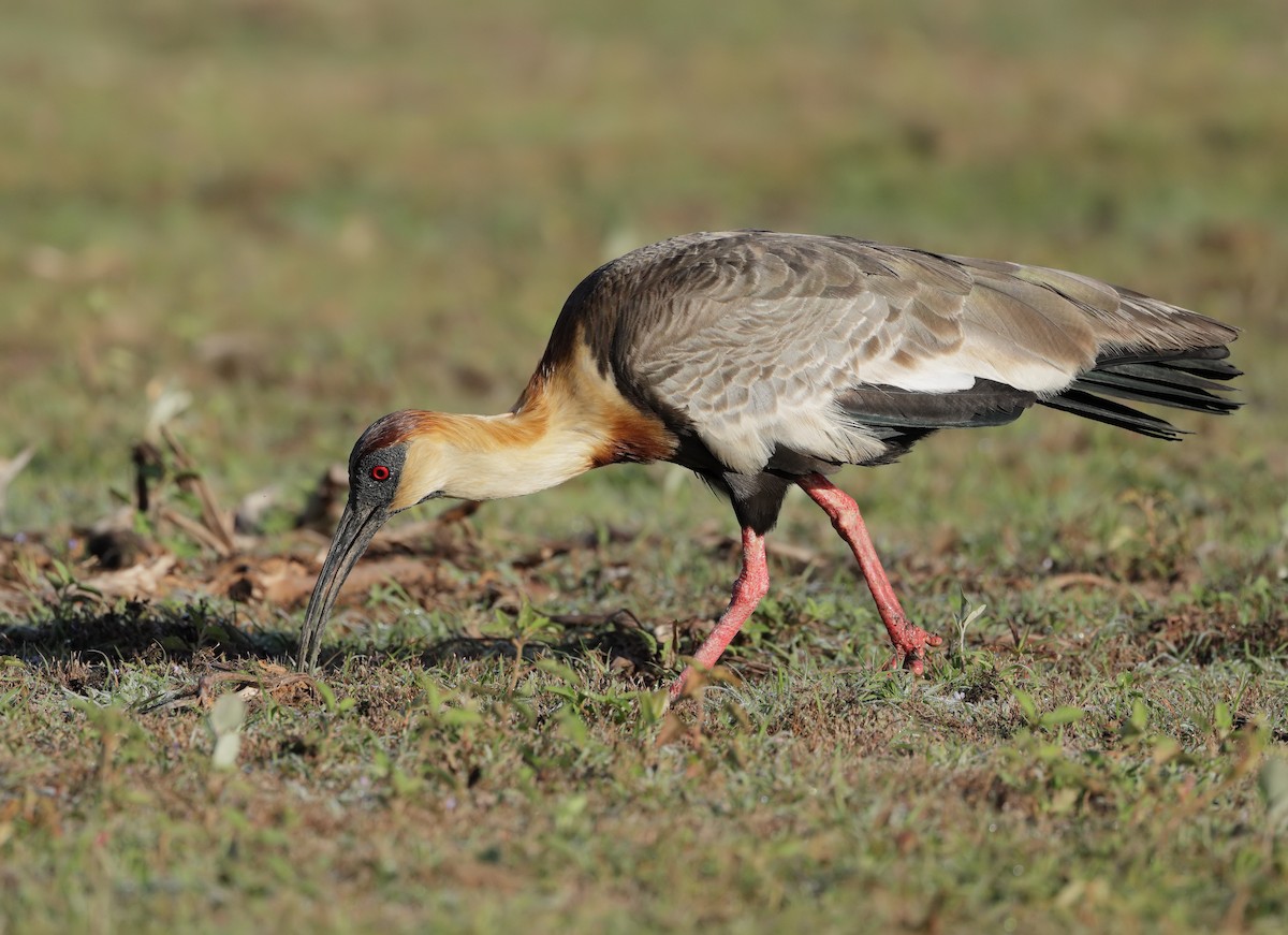 Buff-necked Ibis - ML647059005