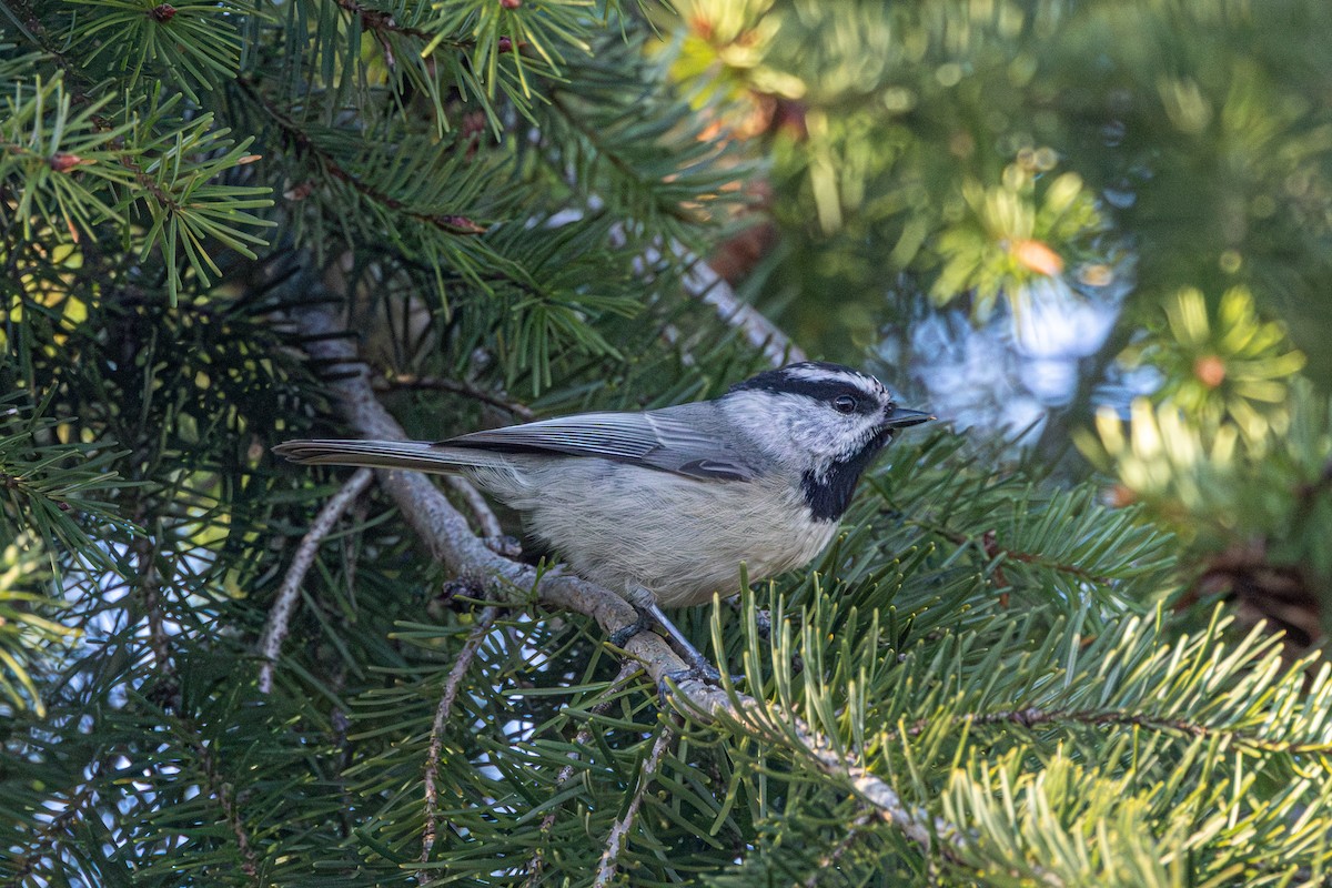 Mountain Chickadee - ML647059006