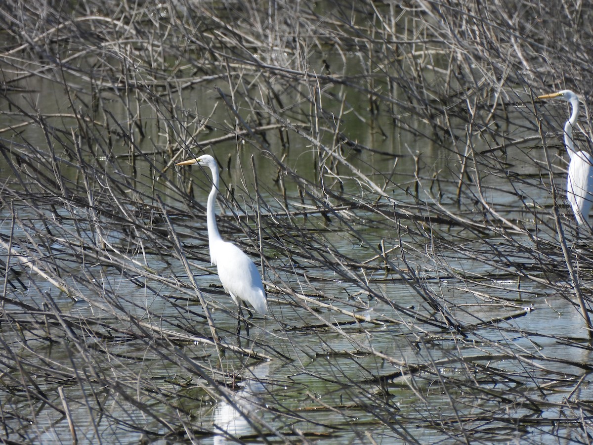Great Egret - ML647059007
