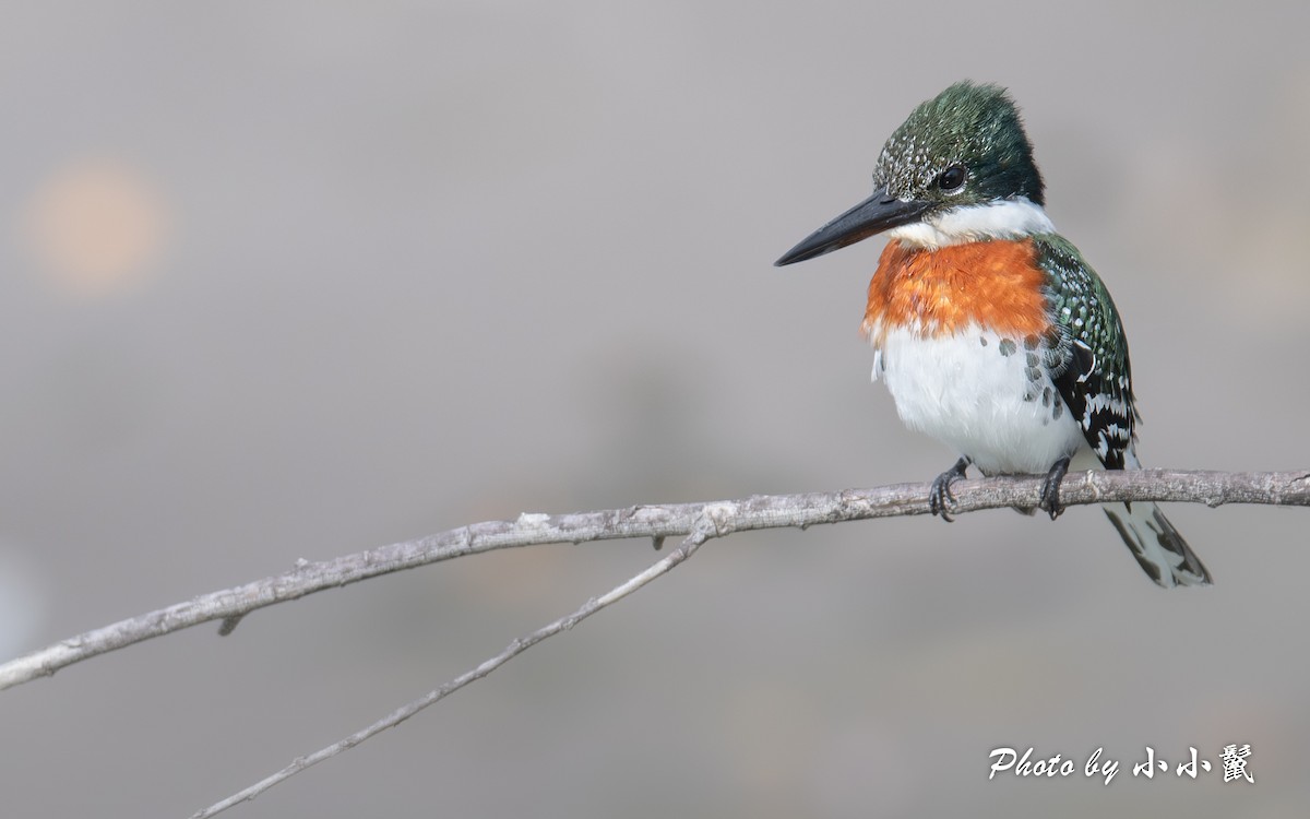 Green Kingfisher - ML647059014